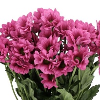 Хризантема кустовая Ballerina's Dark (65 gr) 5шт