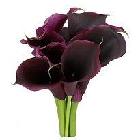 Калла Captain Carrera 5 шт