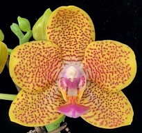 Орхидея Фален. Золотой Дракон (пелорик) 2ст d8 h35 10шт