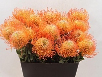 Леукоспермум Queen Juliana 10шт