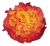 Роза Bella Роза S.a. Sunset X-pression дл.60 25шт