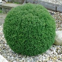 Туя (Thuja) западная Тедди (Н) d9 h10-15 18шт