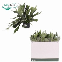 Платицериум Недерландс Ханг d17 h40 5шт