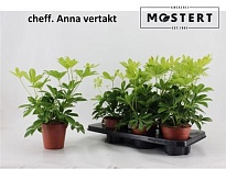 Шеффлера Анна Вертак d13 h35 6шт