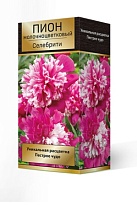 Пион молочноцветковый Селебрити 2/3 1шт