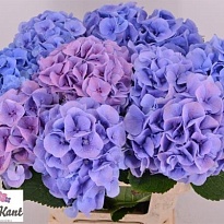 Гортензия Margarita Blue дл.60 d20-22 1шт