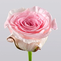 Роза Мандала одноголовая (МЦ) дл.50 15шт/уп