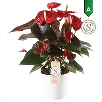 Антуриум Корал Чемпион d17 h55 6шт