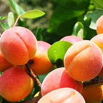 Абрикос Успех/С 1шт