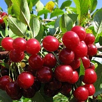 Вишня Факел (дюк)/С 1шт