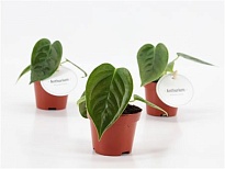 Антуриум Вейча d6 h20 20шт