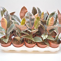 Фикус Белиз d12 h30 10шт