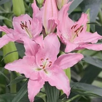 Лилия or. Catemaco 3+ 10шт