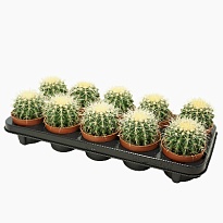 Эхинокактус Грузони d10 h15 9шт