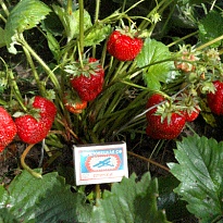 Земляника Максим Гигантелла (ОКС) ) 3шт/упак