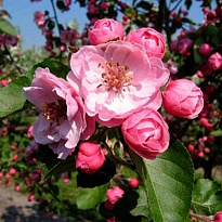 Яблоня декорат. Бренди Мэджик/подвой семенной/С