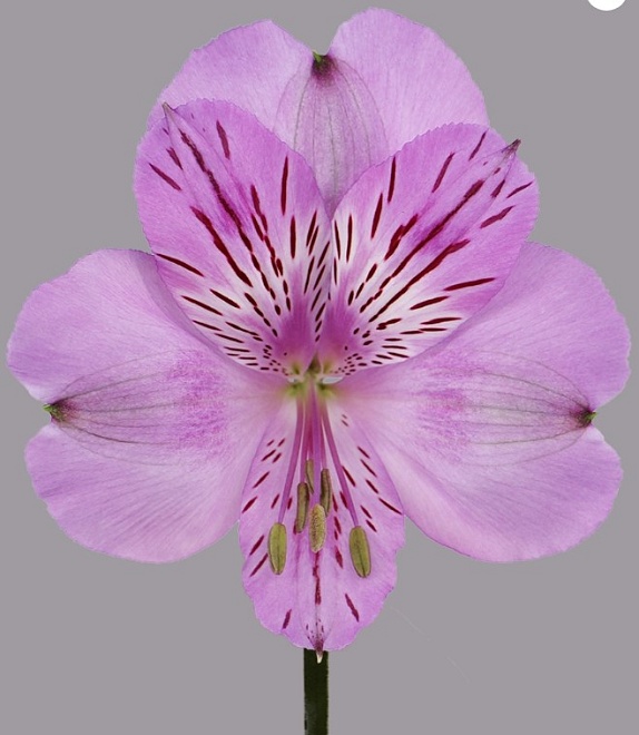 Альстромерия Tessa Florentina дл.60 10шт