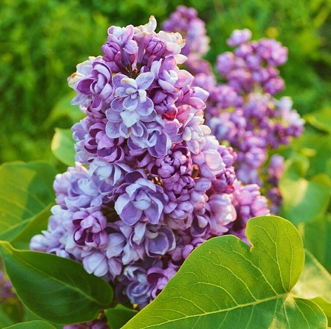 Сирень (Syringa) обыкновенная Надежда d9 18шт