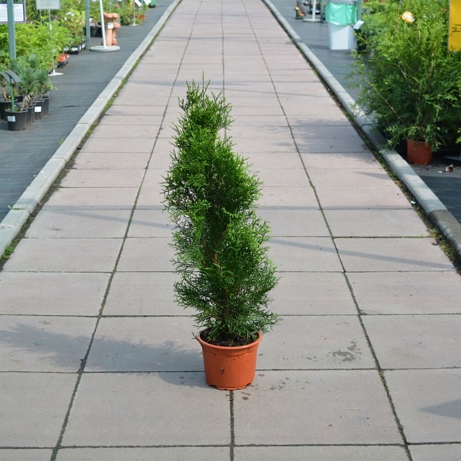 Туя (Thuja) западная Смарагд d17 h60-70 1шт