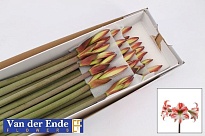 Гипеаструм Mini Starmaker 1шт