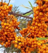 Облепиха Фрисдорфер Оранж/Цв.Кор