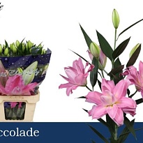 Лилия Dbl Accolade 5шт
