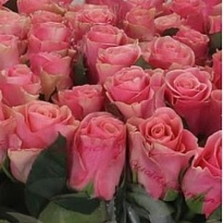 Роза Light Pink Tacazzi+ дл.40 10шт