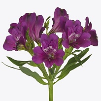 Альстромерия Bella Роза S.a. Maracana дл.70 10шт