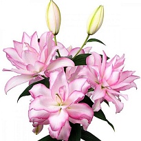 Лилия Розовидная Roselily Anoushka (К) дл.90 10 шт