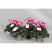 Цикламен Индиака d12 h30 6шт