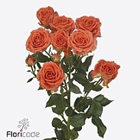 Роза кустовая Airya дл.60 10шт