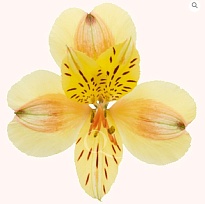 Альстромерия Bella Роза S.a. Hawaiian дл.70 10шт