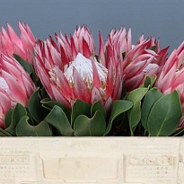 Протея Cynaroides 1шт