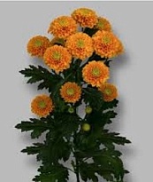 Хризантема кустовая Lionking 5шт