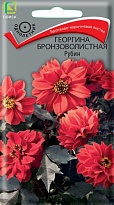 Георгина бронзоволистная Рубин 10шт /Поиск