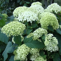 Гортензия древ. Стерилис/Цв.Кор 1шт