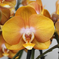 Орхидея Фален. Лас Вегас 2 ст d12 h50 10шт