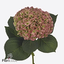 Гортензия Heaven Classic дл.80 d22 1шт