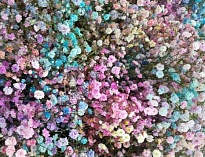 Гипсофила Tessa Rainbow 1000gr дл.80 25шт