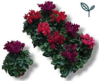 Цикламен Компакт Дарк Микс d10 h20 8шт