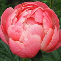 Пион Coral Charm 5шт