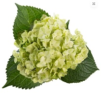 Гортензия Tessa Lemon дл.PREMIUM 1шт