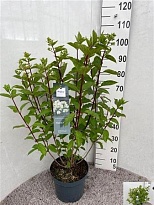 Гортензия Паник d26 h90 1шт