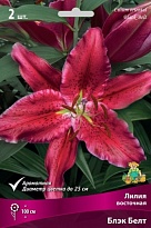 Лилия восточная Блэк Белт 12/14 2шт