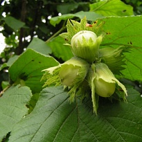 Фундук (Лещина обыкновенная) Признание/Цв.Кор.