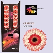 Гербера Sorbet (Aquabox) Sorbet 96шт