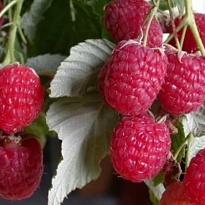 Малина Таруса ремонт, штамб/Цв.Кор