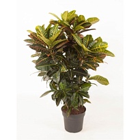 Кодиеум Петра Бранчд d30 h130 1шт