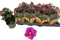 Каланхое Каландива микс мультифлора Августа d10 h25 12шт