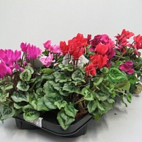 Цикламен Пикассо микс d11 h25 8шт